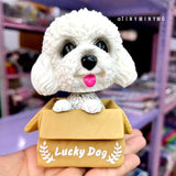 Cute Dog in a box Bobblehead